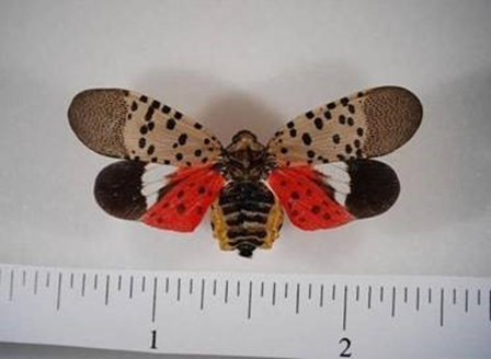 If you thought the Stink Bug was bad, strap in for the Spotted Lanternfly.